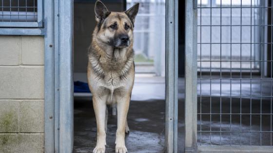Large tan and black shepherd mix looking out from a kennel run at an animal shelter
